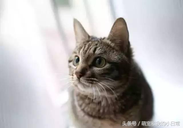 我國唯一的純種貓品：在國外極受推崇，國內卻都以為是土貓 