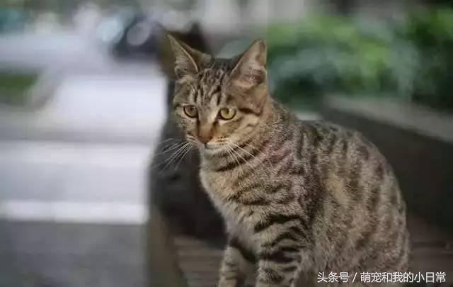 我國唯一的純種貓品：在國外極受推崇，國內卻都以為是土貓 