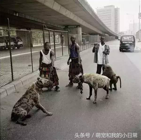 看看人家非洲人養的寵物，再看看自己的，簡直就是弱爆了 
