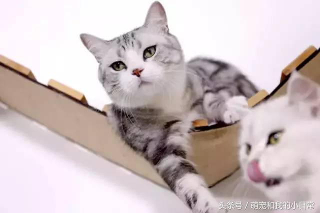 說好同寵二喵，鏟屎官給零食還是偏心白貓，灰貓真的氣了：不吃了 