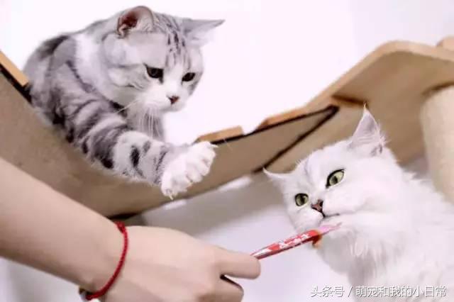 說好同寵二喵，鏟屎官給零食還是偏心白貓，灰貓真的氣了：不吃了 