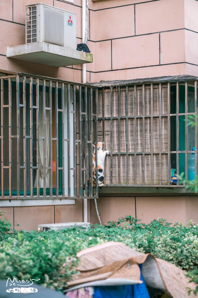 這壯得像只小型犬的大花貓，連回家都是不走尋常路的！
