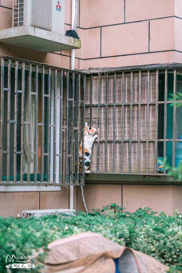 這壯得像只小型犬的大花貓，連回家都是不走尋常路的！