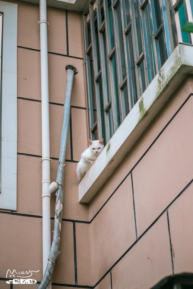 這壯得像只小型犬的大花貓，連回家都是不走尋常路的！
