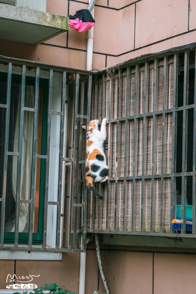 這壯得像只小型犬的大花貓，連回家都是不走尋常路的！