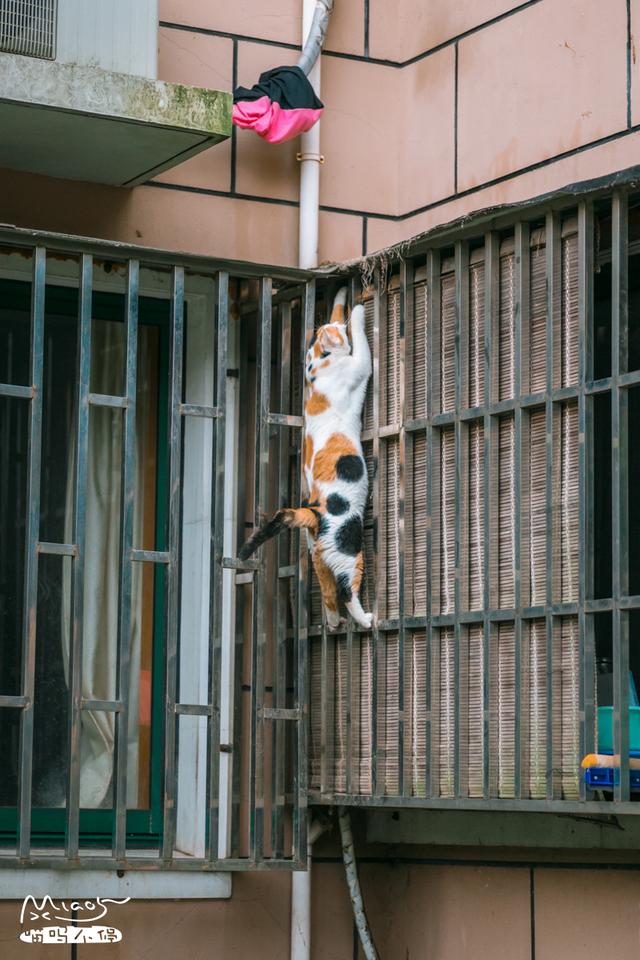 這壯得像只小型犬的大花貓，連回家都是不走尋常路的！