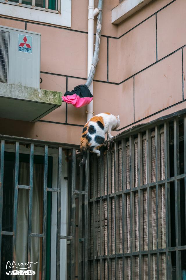 這壯得像只小型犬的大花貓，連回家都是不走尋常路的！