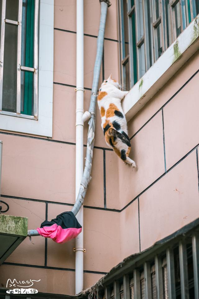 這壯得像只小型犬的大花貓，連回家都是不走尋常路的！