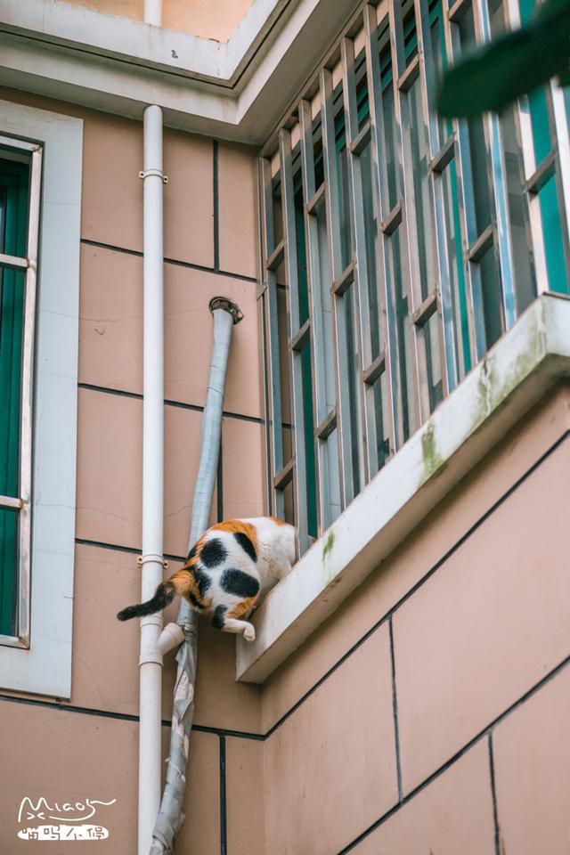這壯得像只小型犬的大花貓，連回家都是不走尋常路的！