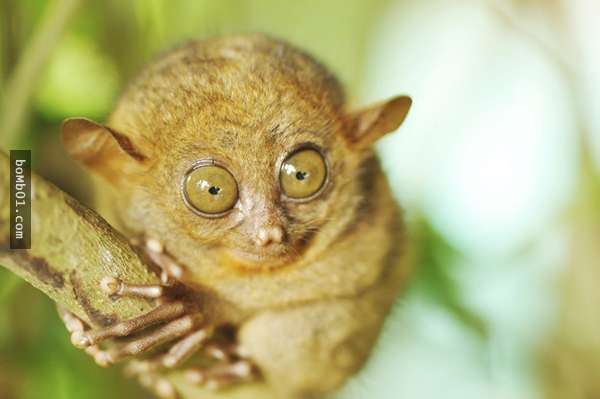 20種稀有神秘的生物，猶如造物者惡作劇的產物，第12種真是極品中的極品…