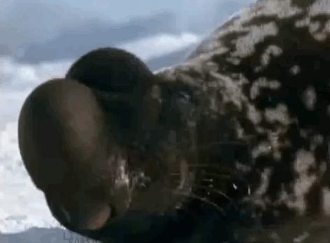 20種稀有神秘的生物，猶如造物者惡作劇的產物，第12種真是極品中的極品…