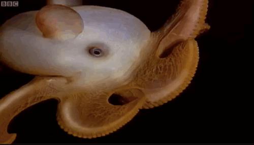 20種稀有神秘的生物，猶如造物者惡作劇的產物，第12種真是極品中的極品…