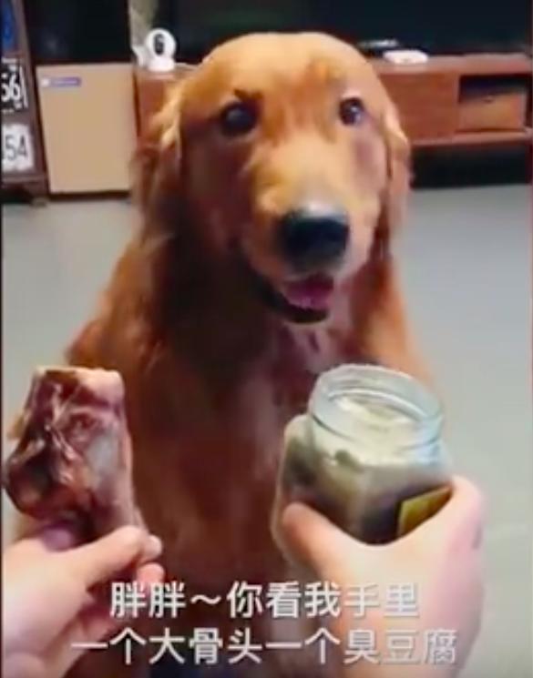 「臭豆腐 VS 肉骨頭」月月的選擇超扯　一旁的貓咪也看傻了眼