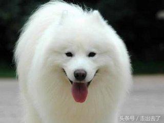 你誰啊？愛犬剃毛回家「阿公阿嬤認不出」　露出招牌微笑：我是薩摩耶啊～