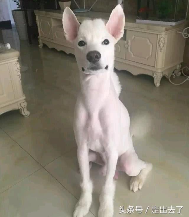 你誰啊？愛犬剃毛回家「阿公阿嬤認不出」　露出招牌微笑：我是薩摩耶啊～