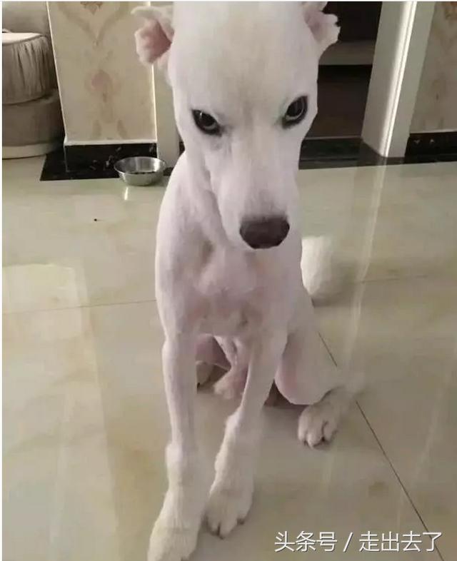 你誰啊？愛犬剃毛回家「阿公阿嬤認不出」　露出招牌微笑：我是薩摩耶啊～