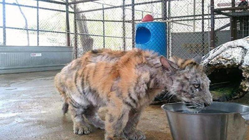 你誰啊？愛犬剃毛回家「阿公阿嬤認不出」　露出招牌微笑：我是薩摩耶啊～