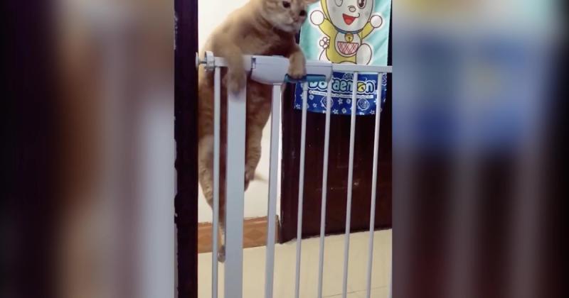 該減肥了喔！肉肉橘喵「爬欄杆過不了」　慢動作滑下來：胖怎麼了？