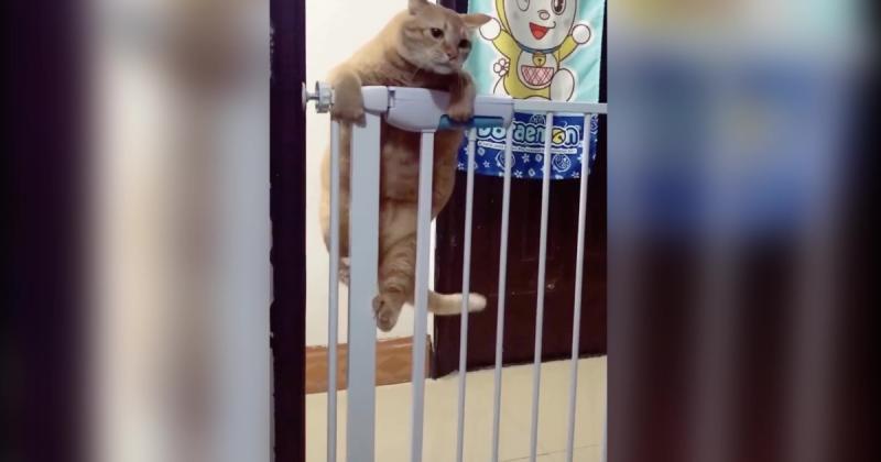 該減肥了喔！肉肉橘喵「爬欄杆過不了」　慢動作滑下來：胖怎麼了？