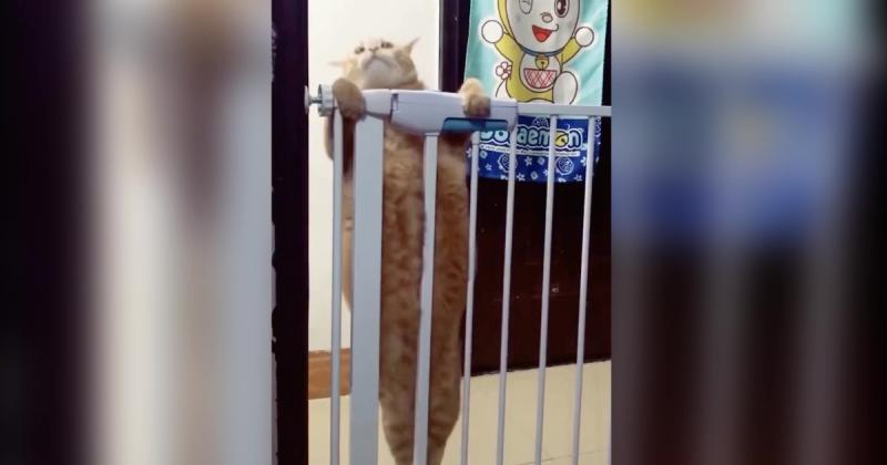 該減肥了喔！肉肉橘喵「爬欄杆過不了」　慢動作滑下來：胖怎麼了？