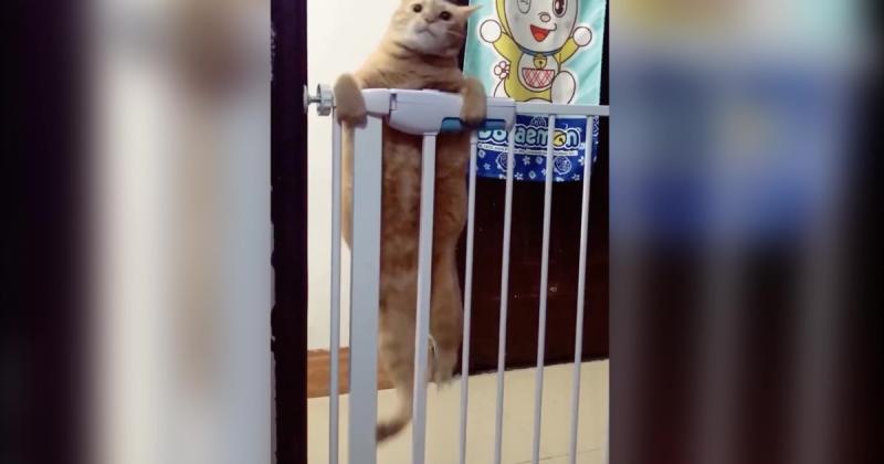 該減肥了喔！肉肉橘喵「爬欄杆過不了」　慢動作滑下來：胖怎麼了？