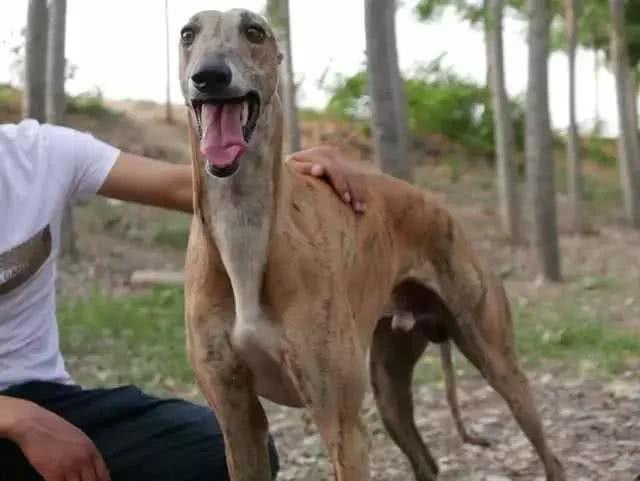 格力賽犬面臨最後選擇，無人領養將被處理，賽犬的最終命運