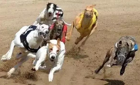 格力賽犬面臨最後選擇，無人領養將被處理，賽犬的最終命運