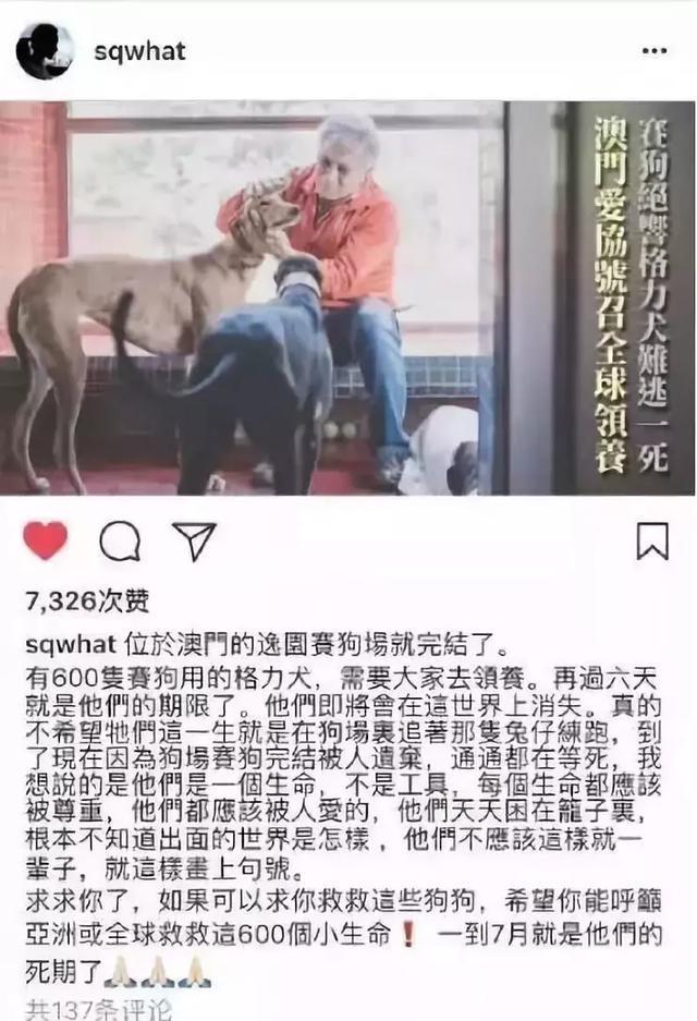 格力賽犬面臨最後選擇，無人領養將被處理，賽犬的最終命運