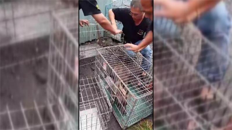 扯！台南流浪狗遭活生生塞麻布袋 網友怒批太不人道