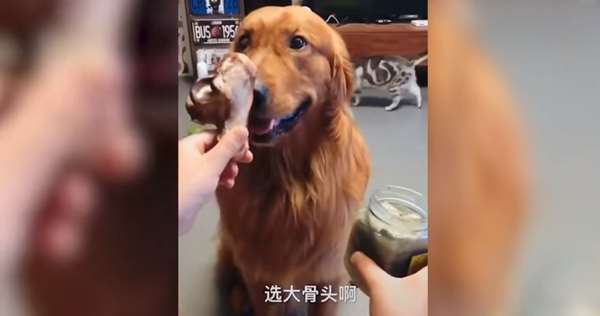 「大骨頭和臭豆腐」選一個？二哈的爆笑選擇，最終還是沒讓觀眾失望啊...