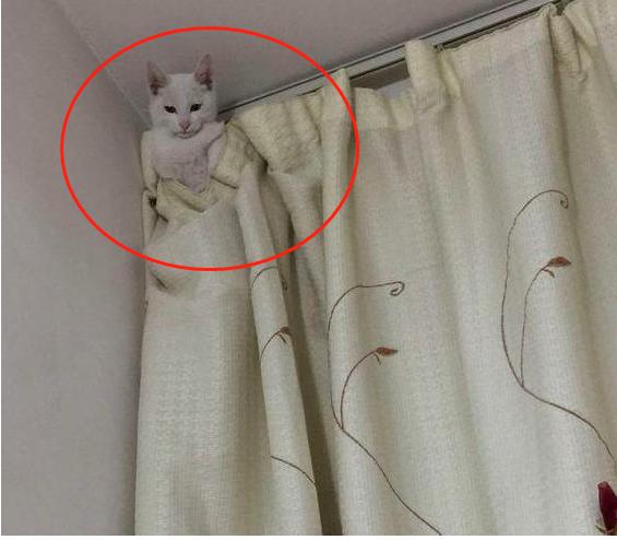 網友：聽說有了小孩不能養貓？鏟屎官：不能，貓會被小孩玩壞！&amp; 撿的流浪貓不見了，網友急哭，抬頭卻發現貓在這兒！