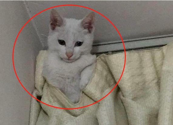網友：聽說有了小孩不能養貓？鏟屎官：不能，貓會被小孩玩壞！&amp; 撿的流浪貓不見了，網友急哭，抬頭卻發現貓在這兒！