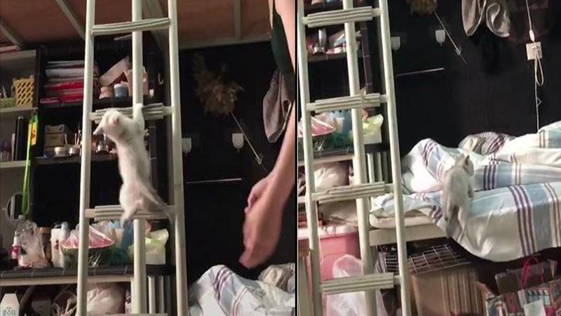 為了給貓媽和寶寶拍個全家福，鬼知道我經歷了啥？