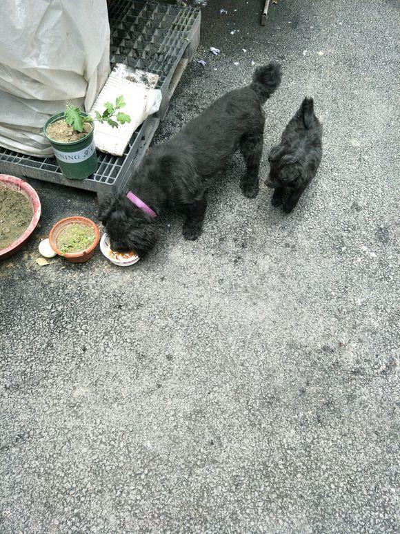 小奶狗在路邊餓的直發抖，第二天狗媽媽找上了門