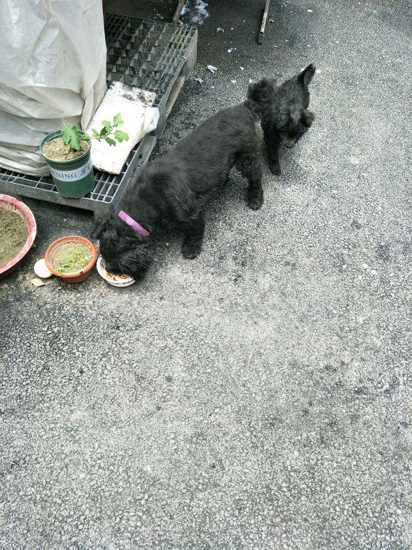 小奶狗在路邊餓的直發抖，第二天狗媽媽找上了門