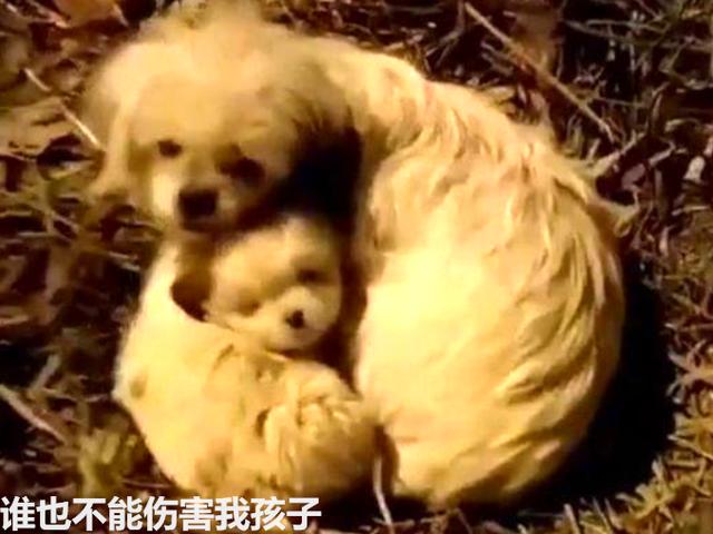 相依為命的流浪狗母子，在深夜裡瑟瑟發抖，它們該何去何從？