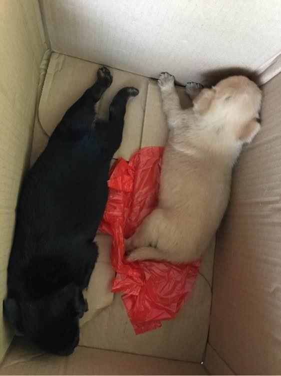 小奶狗被扔在公交站，狗狗站都站不穩，女孩抱起後心涼了大半截