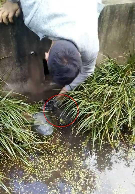 男子在橋下排水處驚見大魚，高興的用手往下面抓，沒想到仔細一看…瞬間傻了！