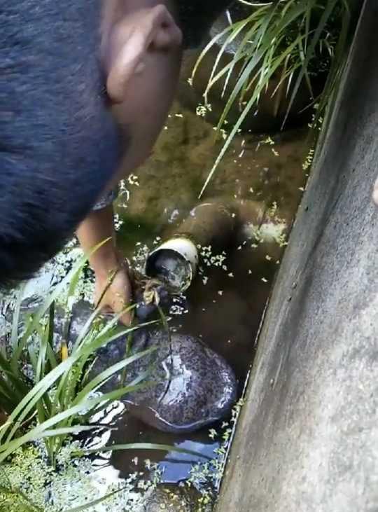 男子在橋下排水處驚見大魚，高興的用手往下面抓，沒想到仔細一看…瞬間傻了！
