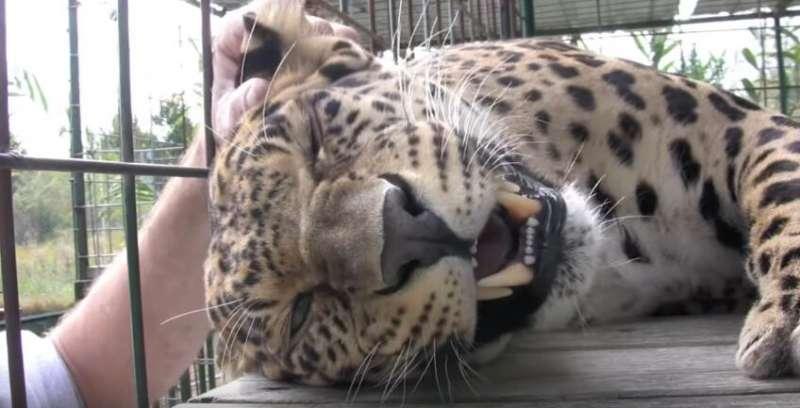 花豹接受飼養員「馬殺雞」　秒變可愛大貓反差萌會讓你嘴角上揚 