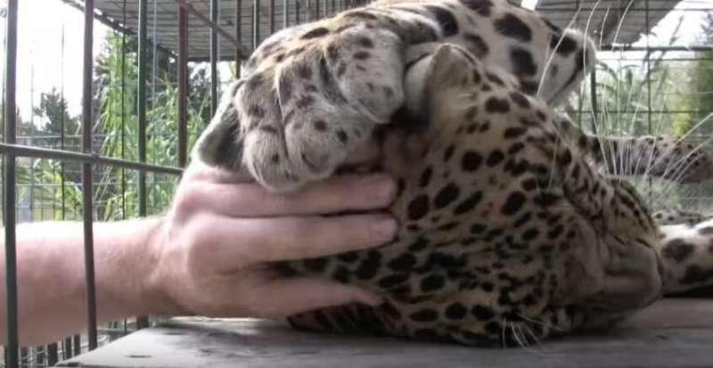 花豹接受飼養員「馬殺雞」　秒變可愛大貓反差萌會讓你嘴角上揚 