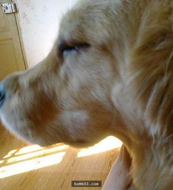 黃金獵犬把「半罐辣椒醬」吞下去肚子，結果主人下班回家一看到它就笑到缺氧了！ 