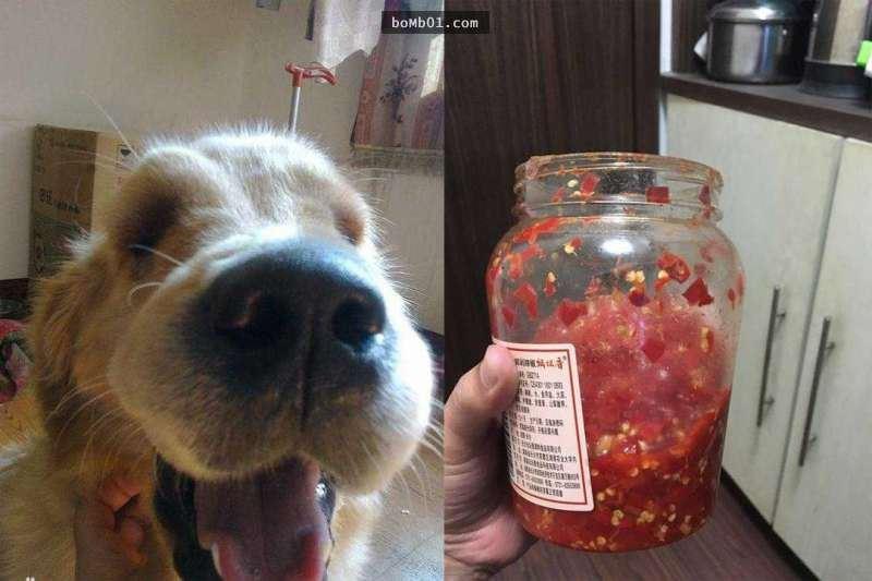 黃金獵犬把「半罐辣椒醬」吞下去肚子，結果主人下班回家一看到它就笑到缺氧了！ 