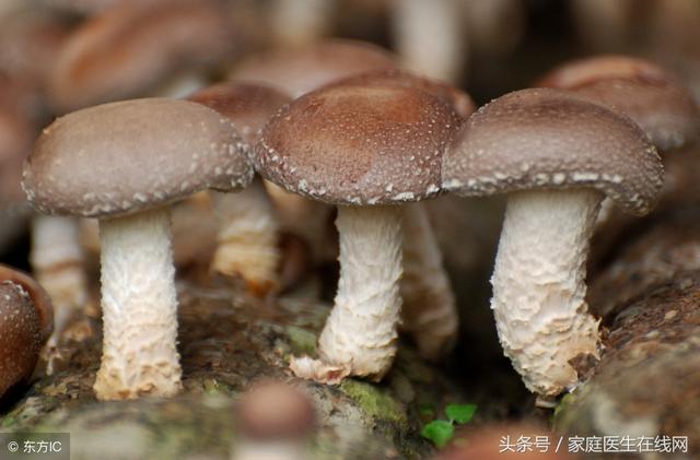 香菇是大自然的饋贈，經常吃它，能享受這9個好處