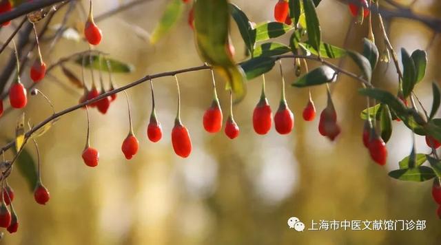 跟風枸杞養生，你真的用對了嗎？中醫告訴你枸杞應該這麼吃效果佳