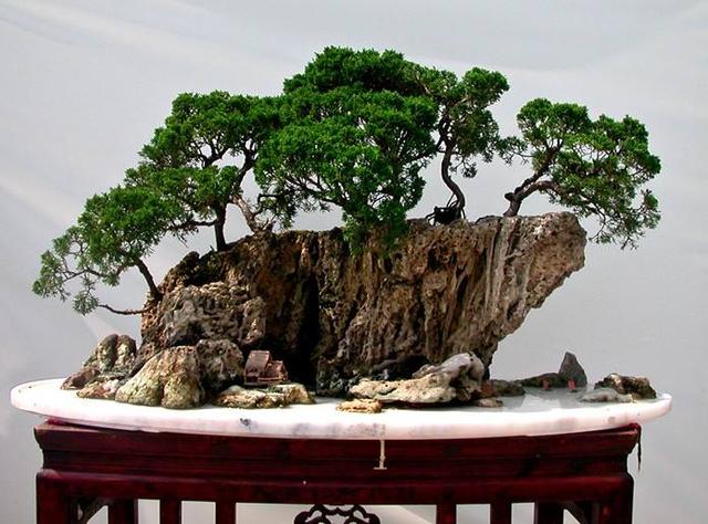 盆景提根技巧，充滿滄桑感！後期怎麼養護呢？