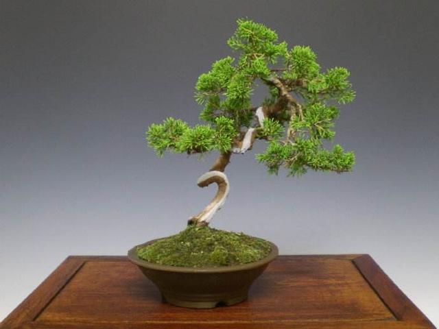 養好盆景不簡單，盆景「四德」你瞭解嗎？
