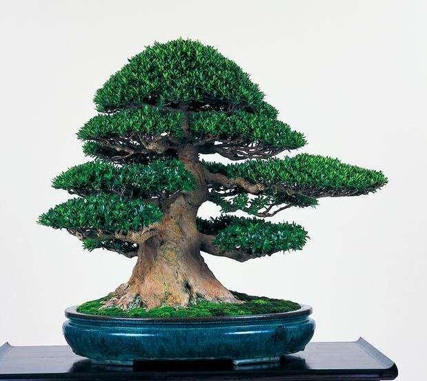 養好盆景不簡單，盆景「四德」你瞭解嗎？