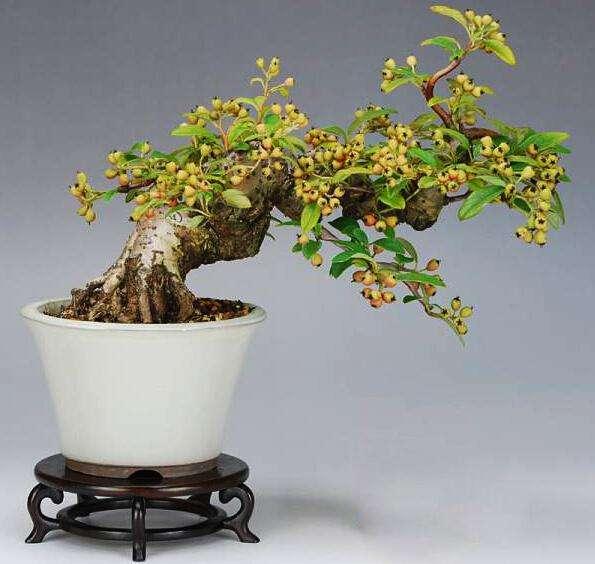 養好盆景不簡單，盆景「四德」你瞭解嗎？