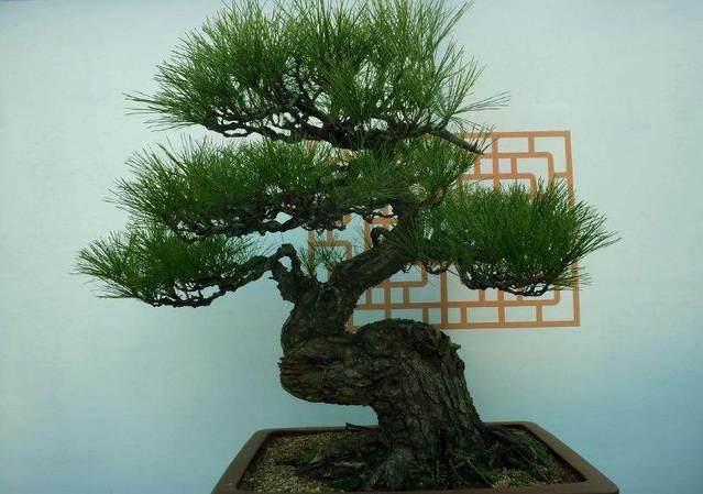 養好盆景不簡單，盆景「四德」你瞭解嗎？